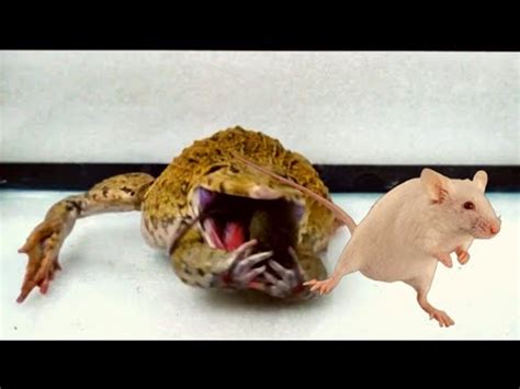 Frogs eat mice - YouTube