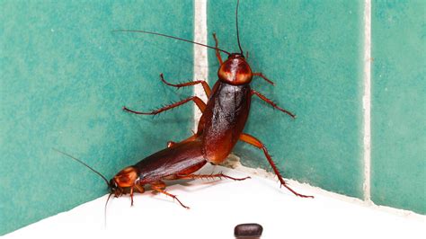 Four Signs That You Have an American Cockroach Infestation - Drive-Bye ...