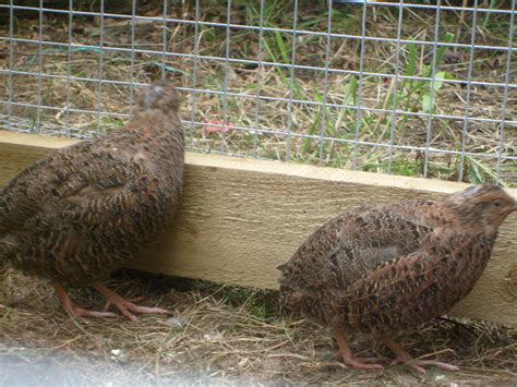 Quail Breeds | About Quail | Quails | Guide | Omlet Australia