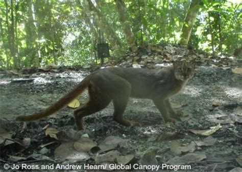 Borneo Bay Cat – International Society for Endangered Cats (ISEC) Canada