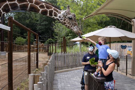 GIRAFFE FEEDING RETURNS AT ZOO ATLANTA - Zoo Atlanta