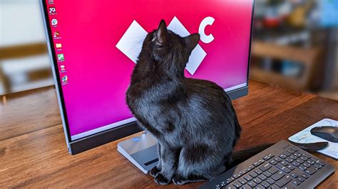 How to cat-proof your laptop or computer: Protect your desk area from ...