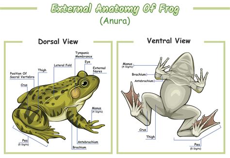 External anatomy of frog 21450269 Vector Art at Vecteezy