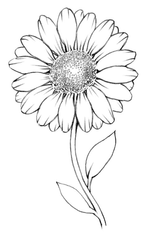 White Daisy Drawing at GetDrawings | Free download