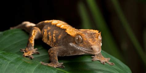 Crested Gecko (Correlophus ciliates) Care Guide / Care Sheet - Reptile ...