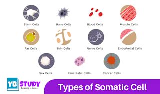 Somatic cell : Defination, Types, Examples, Functions - YBstudy