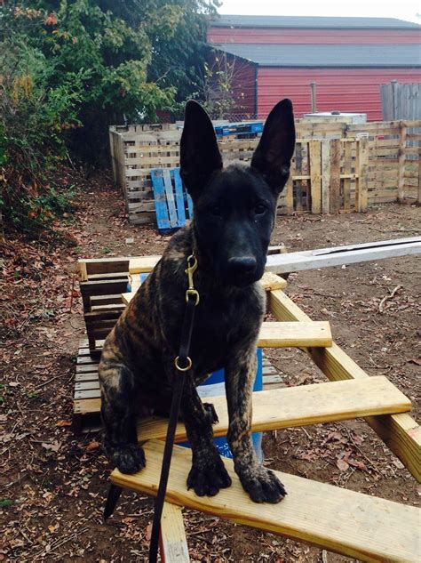 Dutch Shepherd puppy doing agility training. Dutch Shepherd Puppy ...