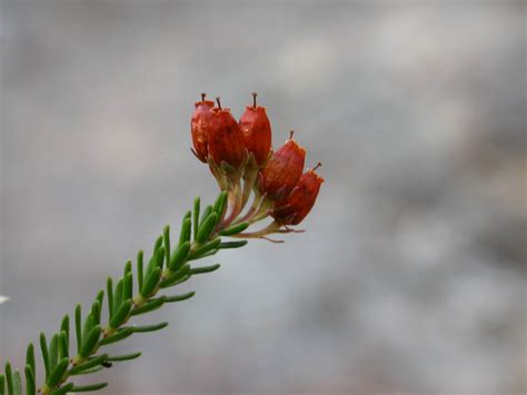 Erica (Ericaceae) image 11106 at PhytoImages.siu.edu