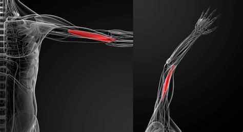 Brachialis Muscle: Anatomy, Function, Treatment