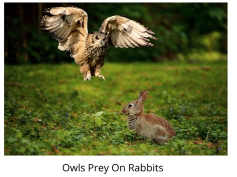 What Eats A Rabbit: Top Rabbit Predators · Hobby Farm Heaven