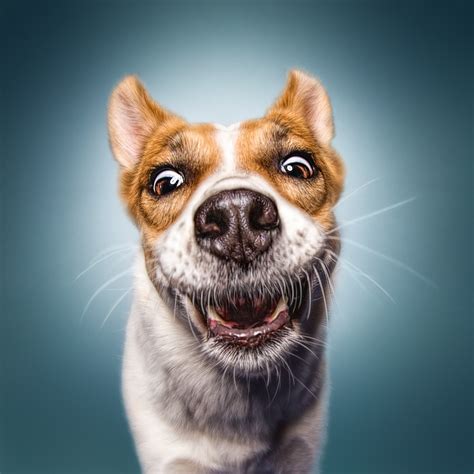 Funny (Dog) Faces – Erblicken.com