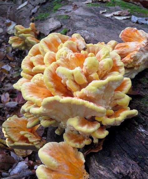 Top 16 Edible Mushrooms In New England