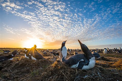 Nesting Gentoo Penguins | Sean Crane Photography