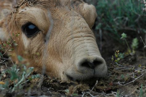 Saiga Antelopes Look Like Adorable Star Wars Characters! | Baby Animal Zoo