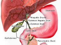 140 Human Viscera Anatomy ideas | anatomy, anatomy and physiology, medical