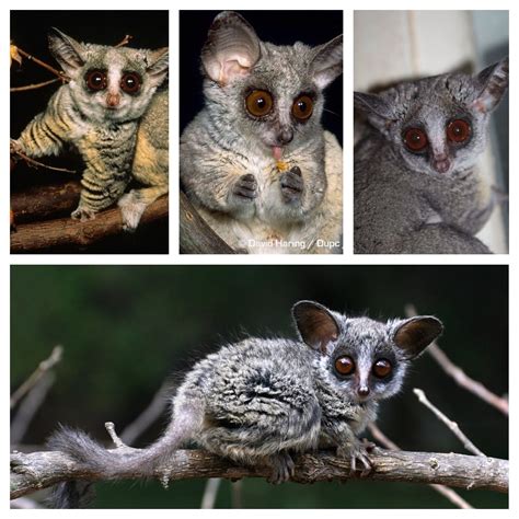 The Senegal bushbaby, also known as the Senegal galago, the lesser ...