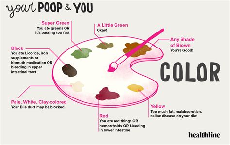 poop stool color changes color chart and meaning healthy concept stock ...