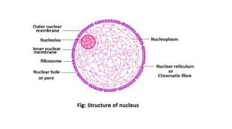 Nucleus structure and function, definition - sciencequery.com