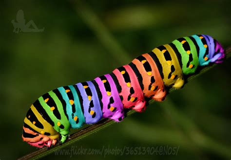 Rainbow Caterpillar 57/99 | Sarah Jane | Flickr