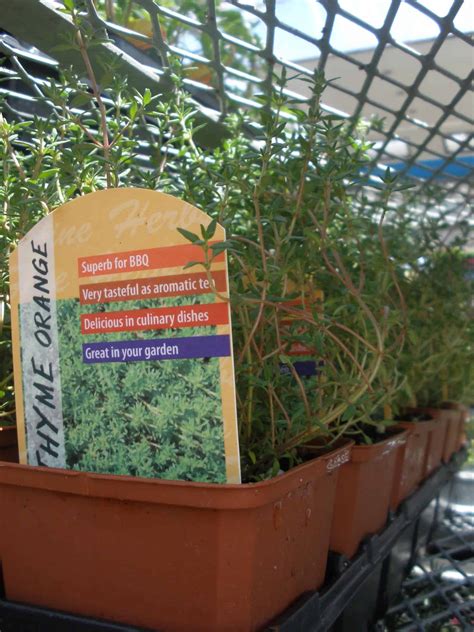 4″ Thyme – Greenfield Gardens