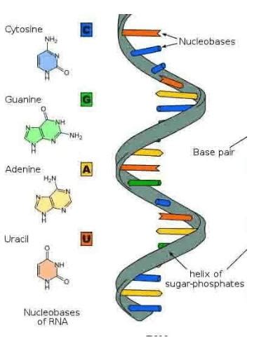 RNA Structure, Functions and Types