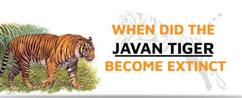 When did the Javan Tiger Become Extinct? | Tiger-Universe