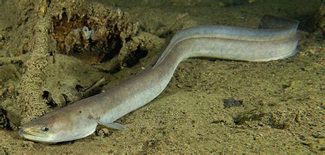 Freshwater Eel: History, Facts, Size, Habitat, Classification & Much ...