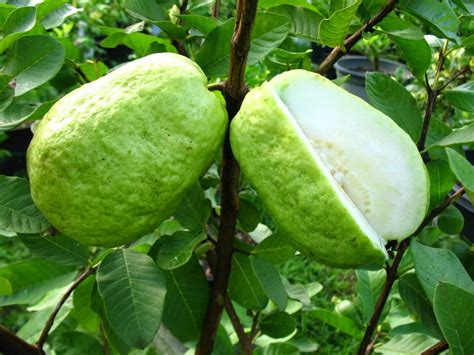 Benefits of Guava (Psidium guajava Linn) for diarrhea, Diabetes, lose ...