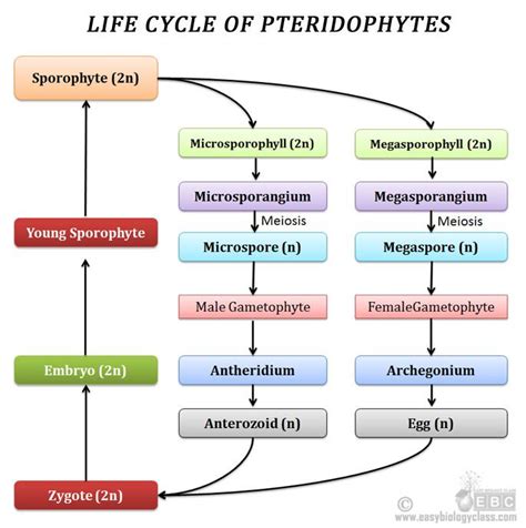 Alternation of Generation in Pteridophytes | Biology facts, Alternation ...