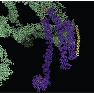 a] The basic functional unit of clathrin cage is clathrin triskelion ...