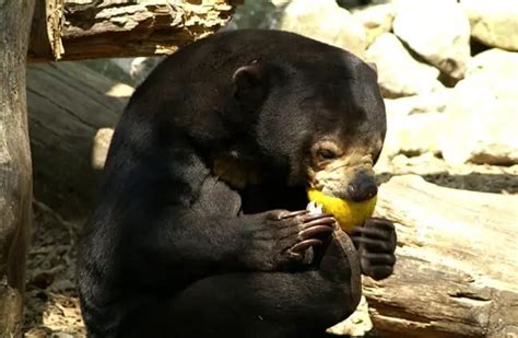 Sun Bear - Description, Habitat, Image, Diet, and Interesting Facts