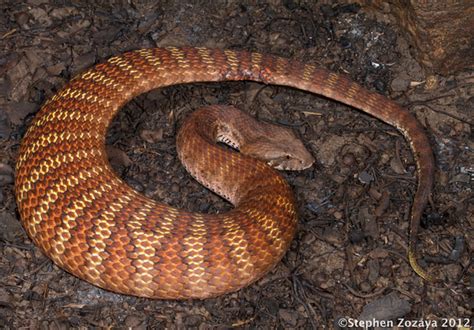 17 Species of Elapids - Amazing Snakes - HubPages