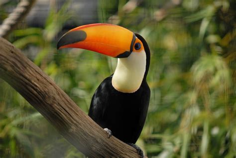 Toucans Habitat - Viewing Gallery