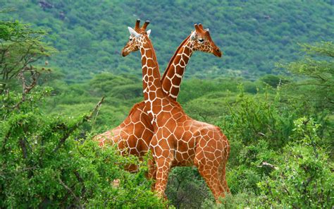 Wallpaper : forest, animals, giraffes, wildlife, jungle, giraffe ...