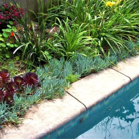 Suitable Plants Grow Beside Swimming Pool 37 Plants Around Pool ...