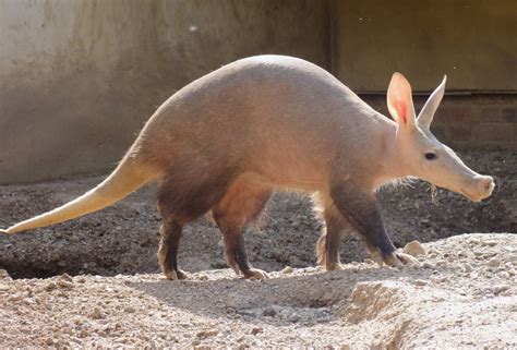 Aardvark » ZSL London Zoo Gallery | Bizarre animals, Weird animals, Animals