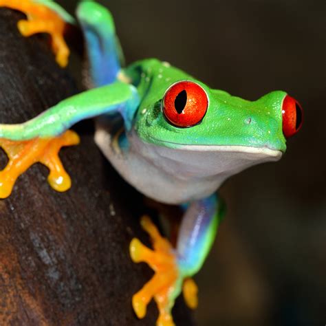 Red Eyed Tree Frog For Sale Near Me - Kristins Traum