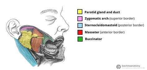 parotid gland Parotid Gland, Salivary Gland, Anatomy Study, Lectures ...