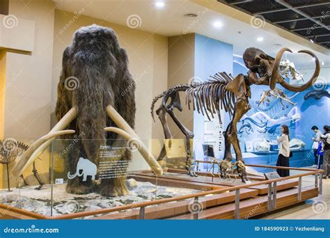 The Model and Fossil of Woolly Mammoth Editorial Stock Photo - Image of ...