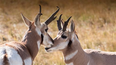 Pronghorn | San Diego Zoo Animals & Plants