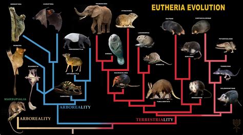 The Ultimate Phylogeny of Eutheria | Mammals, Evolution, Marsupialia