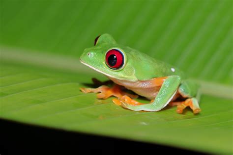 Red eyed tree frog - Costa Rica. : r/wildlifephotography