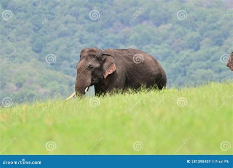 Asian elephant stock image. Image of south, habitats - 281398457