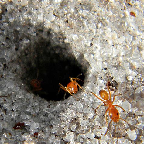 Are All Ants Bad? | Crown Pest Control