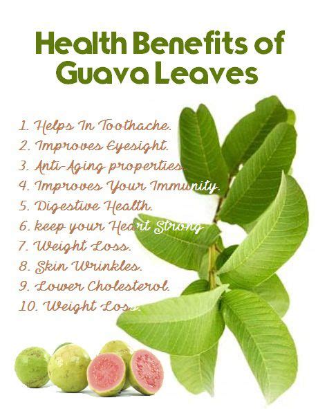 health Benefits of Guava Leaves | VEGANISM | Pinterest | Guava leaves ...