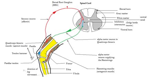 Patellar reflex - Alchetron, The Free Social Encyclopedia