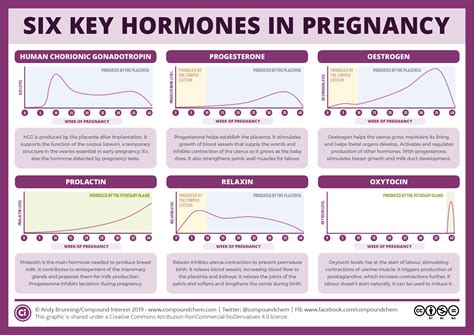 Six key pregnancy hormones and their roles – Compound Interest