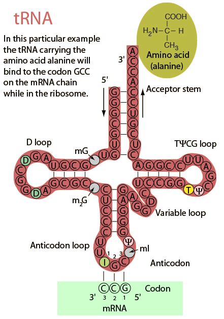 messenger rna: Transfer RNA