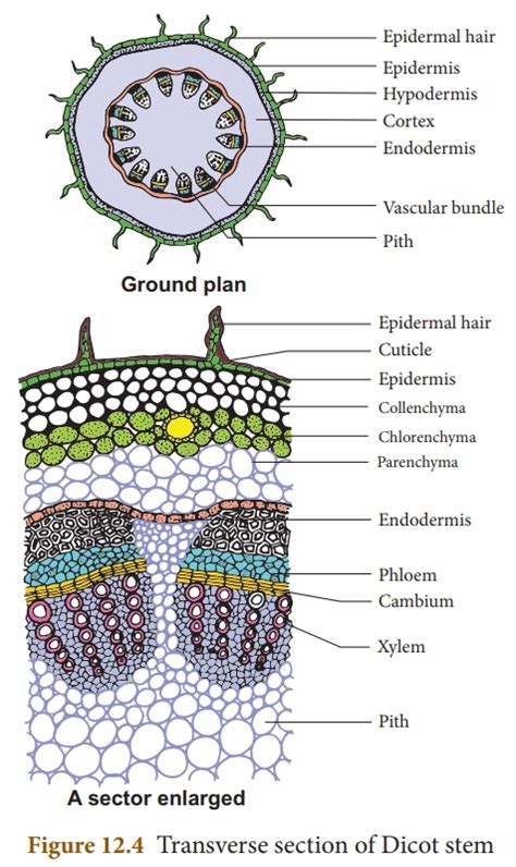 Cross Section Of Dicot Stem Labeled