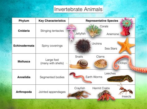 2d2 Invertebrates – Nature Journals